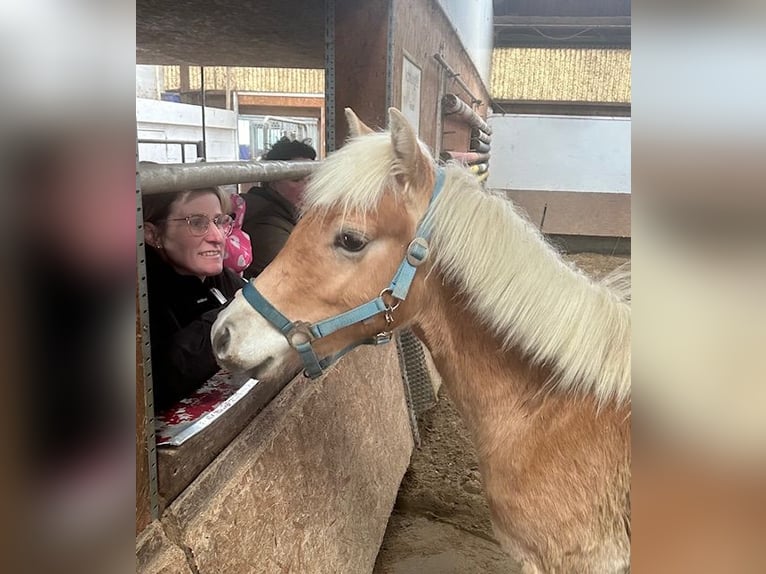Haflinger Semental 1 año 145 cm Alazán in Witten