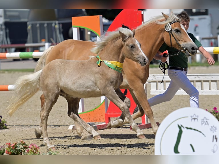 Haflinger Semental 1 año 148 cm Alazán in Kaiserslautern