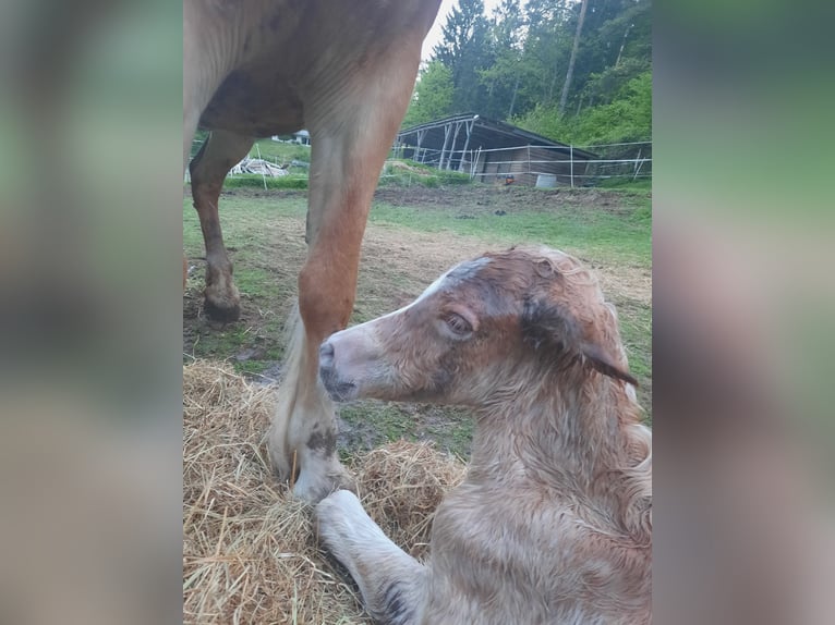 Haflinger Semental 1 año 148 cm Alazán in Kaiserslautern