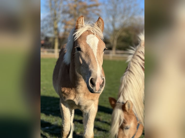 Haflinger Semental 1 año 148 cm Alazán in Seedorf