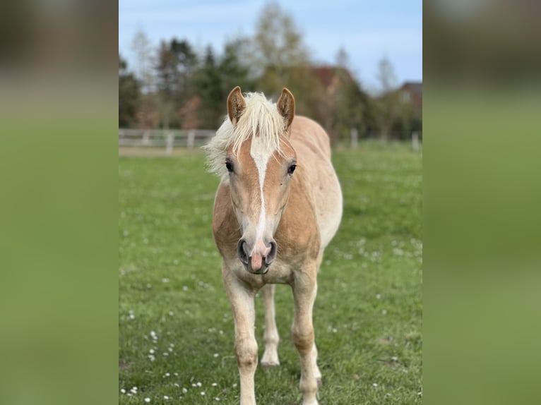 Haflinger Semental 1 año 148 cm Alazán in Seedorf