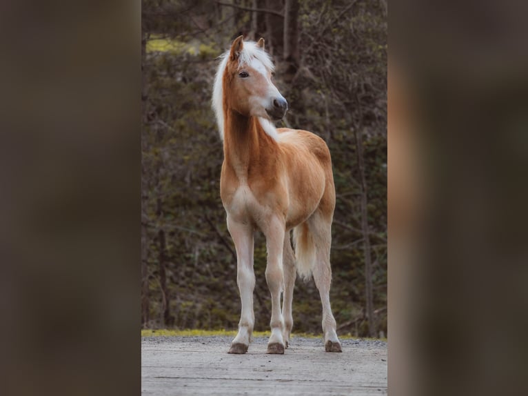 Haflinger Semental 1 año 148 cm  in Brand