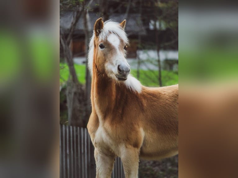 Haflinger Semental 1 año 148 cm  in Brand
