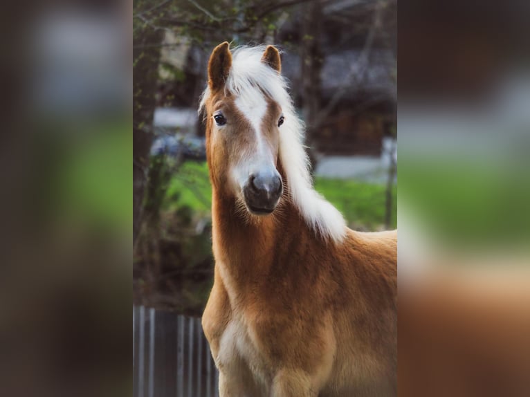 Haflinger Semental 1 año 148 cm  in Brand