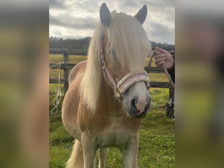 Haflinger Semental 1 año 150 cm Alazán in Dahlenburg