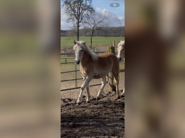 Haflinger Semental 1 año 150 cm Alazán in Dahlenburg
