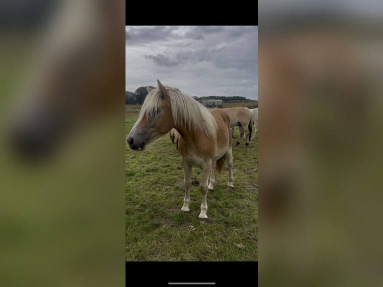 Haflinger Semental 1 año 150 cm Alazán in Dahlenburg