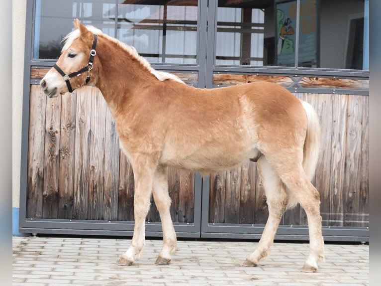 Haflinger Semental 1 año 150 cm Alazán in Ebermannsdorf
