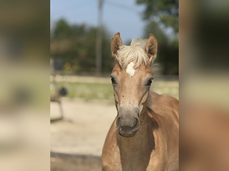 Haflinger Semental 1 año 150 cm Alazán in Mönchengladbach