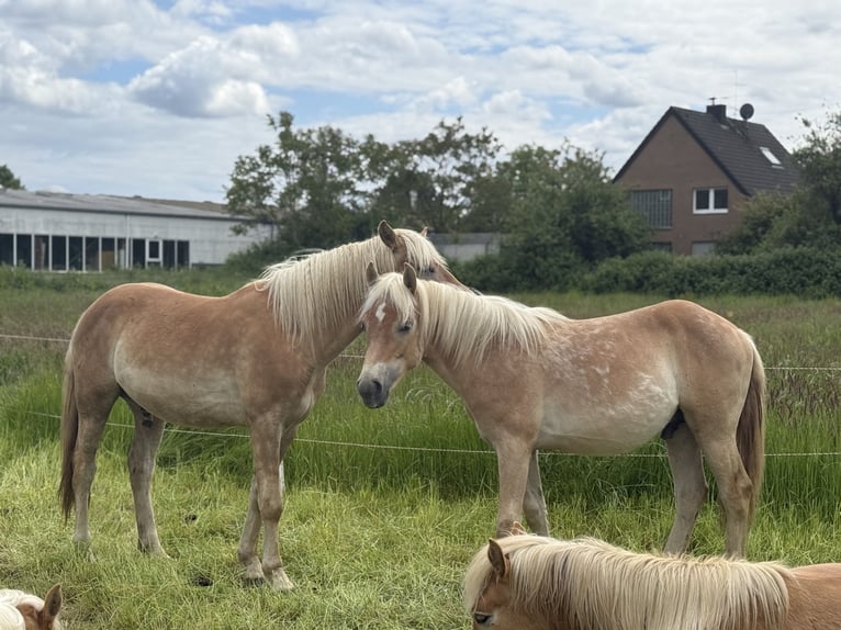 Haflinger Semental 1 año 150 cm Alazán in Mönchengladbach