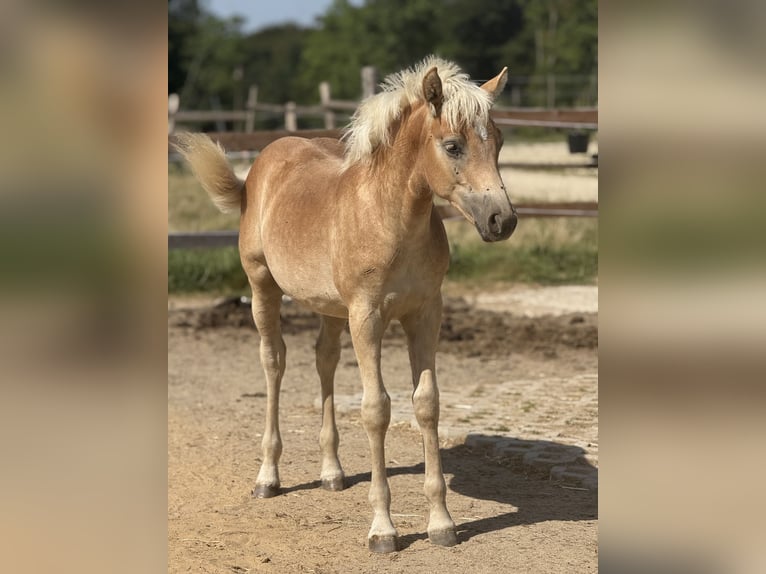 Haflinger Semental 1 año 150 cm Alazán in Mönchengladbach