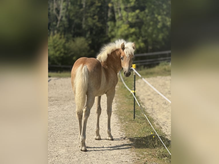 Haflinger Semental 1 año 150 cm Alazán in Mönchengladbach