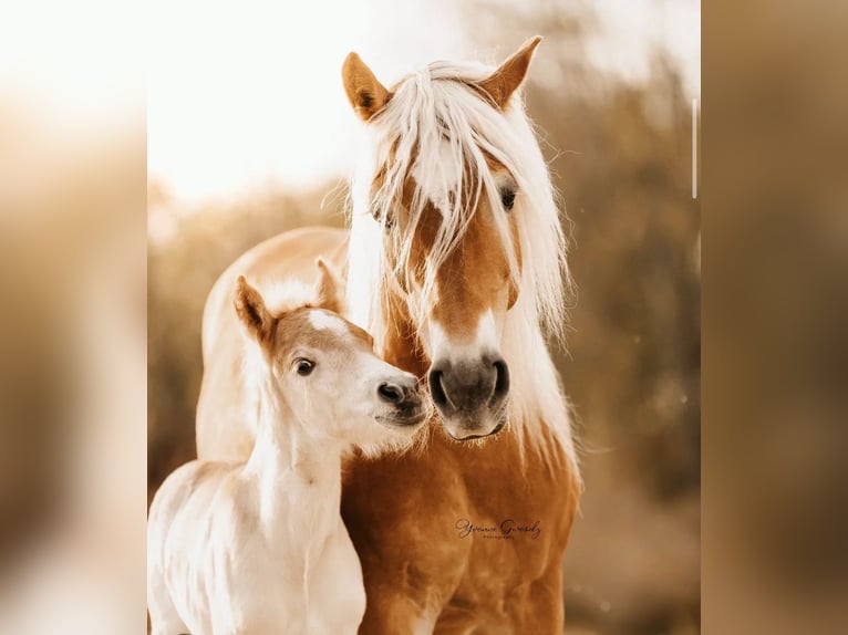 Haflinger Semental 1 año 150 cm Alazán in Mönchengladbach
