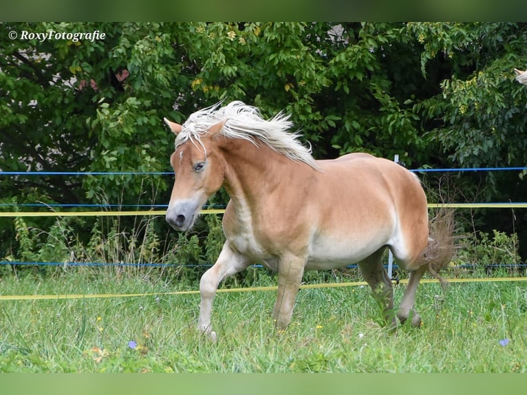 Haflinger Semental 1 año 150 cm Alazán in Falkenberg/Elster Haflinger Semental 1 año 150 cm Alazán in Falkenberg/Elster