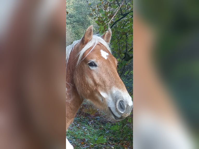 Haflinger Semental 1 año 150 cm Alazán in JABREILLES LES BORDES
