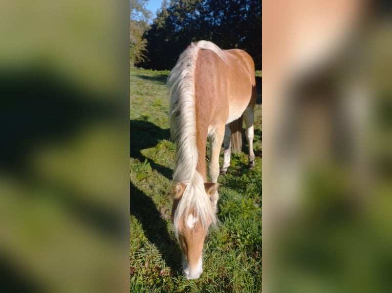 Haflinger Semental 1 año 150 cm Alazán in JABREILLES LES BORDES