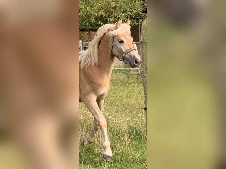 Haflinger Semental 1 año 150 cm in Suhlendorf