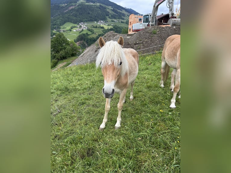 Haflinger Semental 1 año 151 cm Alazán in Hainzenberg