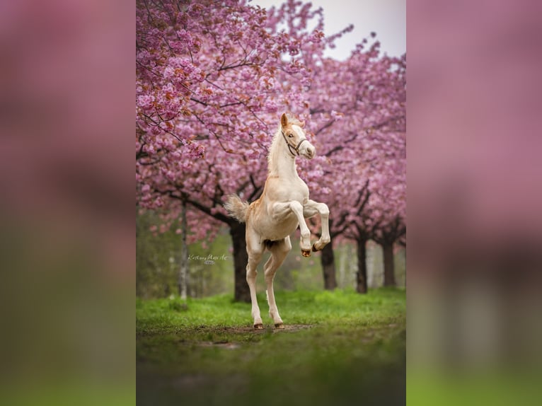 Haflinger Semental 1 año 152 cm in Trebbin