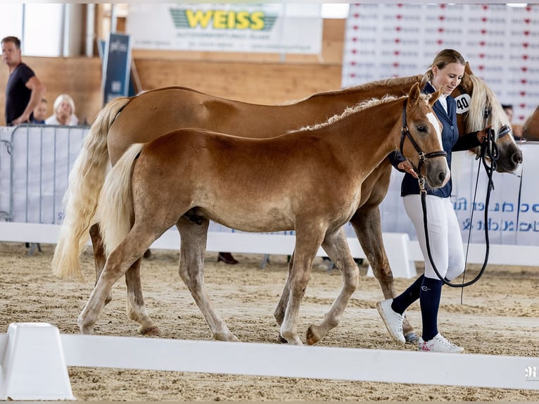 Haflinger Semental 1 año Alazán in Sankt Martin am Tennengebirge