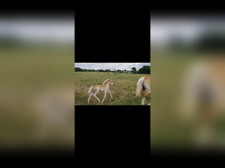 Haflinger Semental 1 año Alazán in Klötze