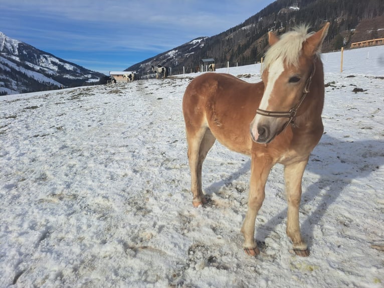 Haflinger Semental 1 año in Obertilliach