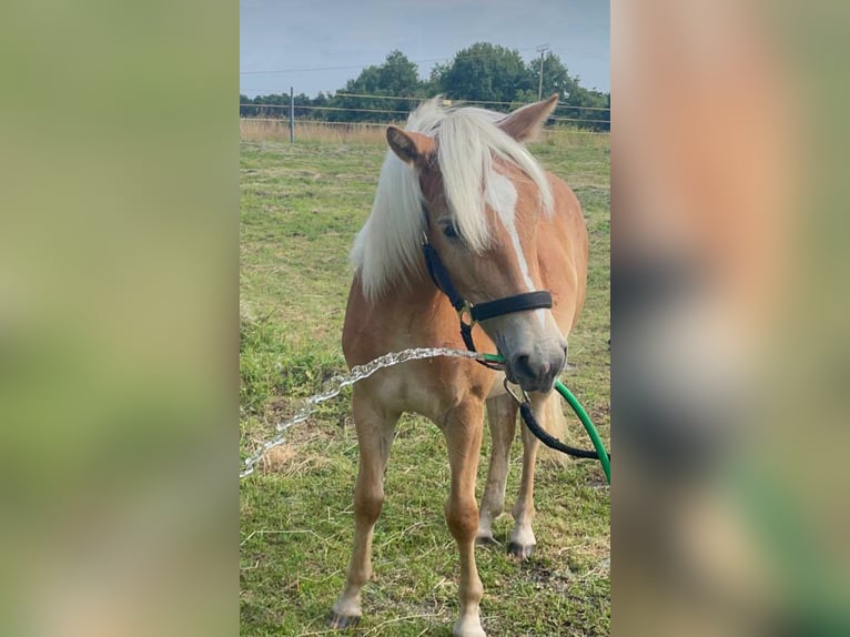 Haflinger Semental 1 año in Haren