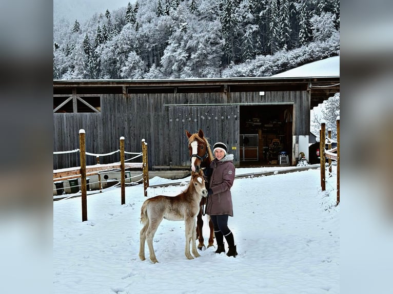 Haflinger Mestizo Semental 1 año  in Frohnleiten