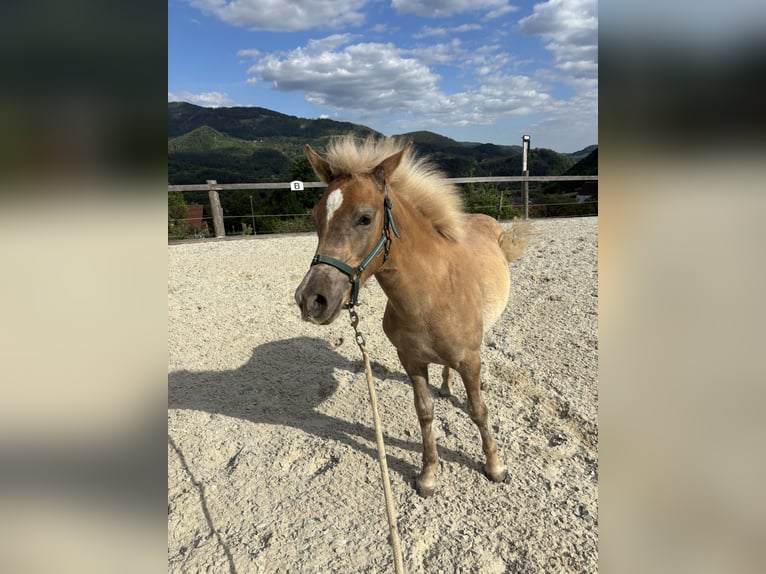 Haflinger Mestizo Semental 1 año  in Frohnleiten