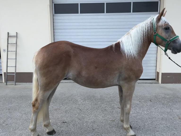 Haflinger Semental 1 año in Waizenkirchen