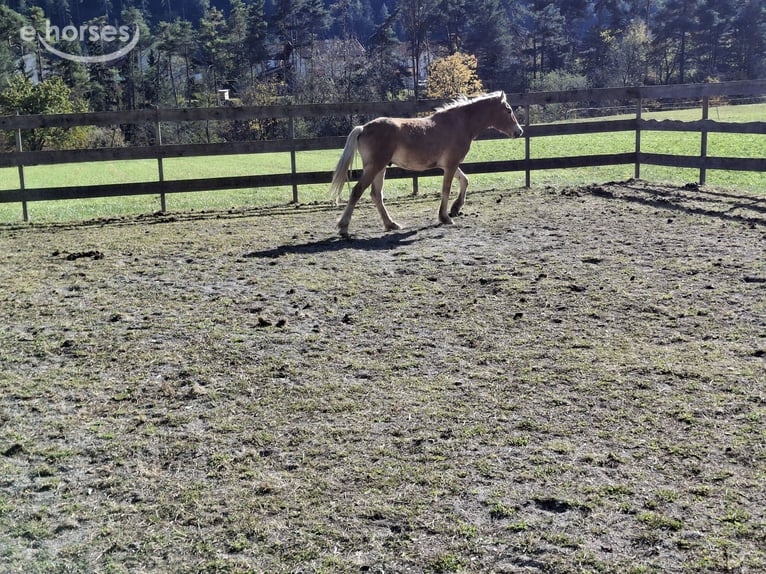 Haflinger Semental 1 año  in Tösens