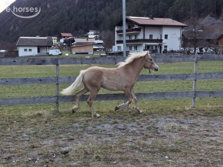 Haflinger Semental 1 año  in Tösens