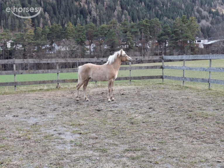 Haflinger Semental 1 año  in Tösens