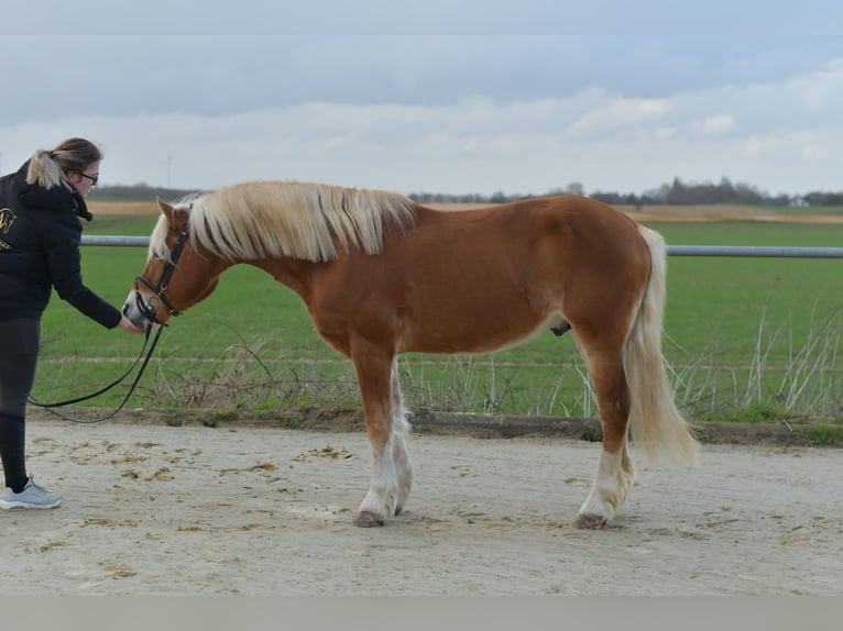 Haflinger Semental 22 años 140 cm Palomino in Geilenkirchen