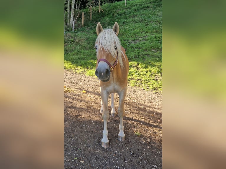 Haflinger Semental 2 años 140 cm Alazán in Gummern