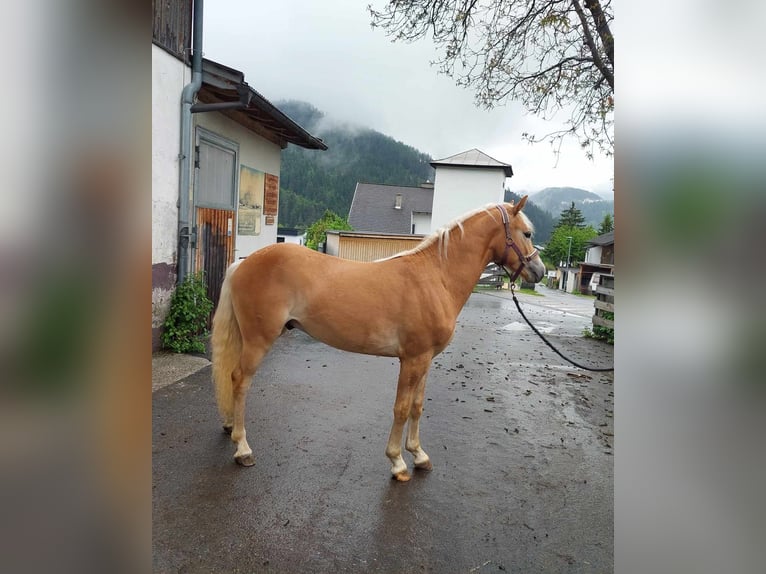 Haflinger Semental 2 años 140 cm Alazán-tostado in Orange