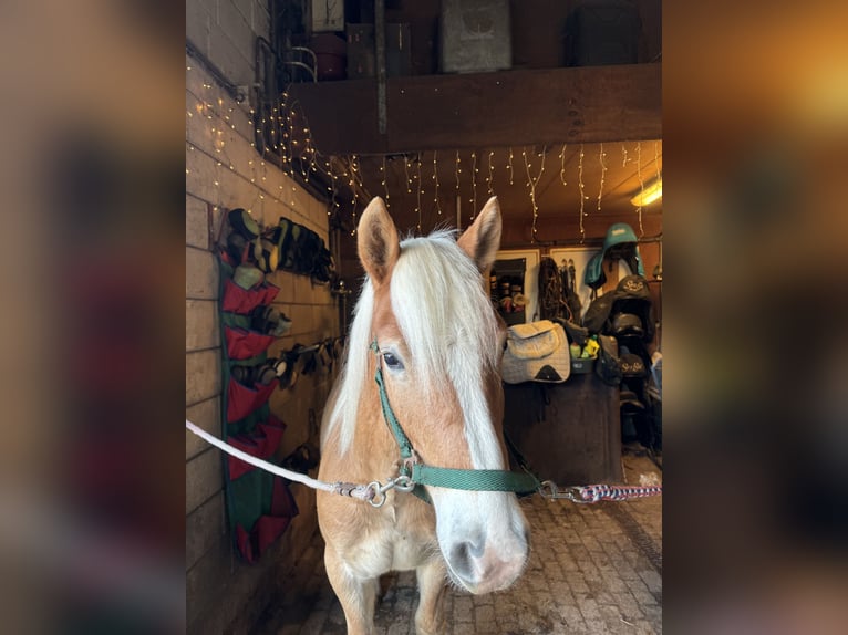 Haflinger Semental 2 años 140 cm Palomino in Barneveld