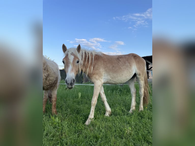 Haflinger Semental 2 años 141 cm Alazán in Breisach am Rhein