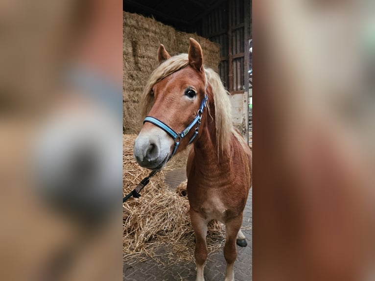 Haflinger Semental 2 años 144 cm Alazán in Wolfstein