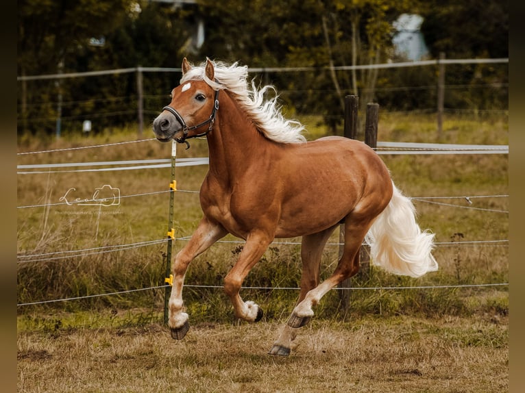 Haflinger Semental 2 años 144 cm Bayo in Bayreuth