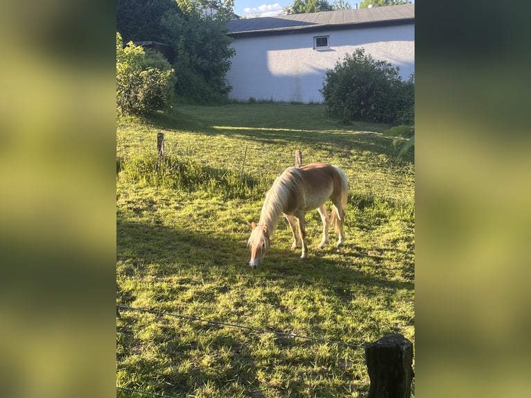 Haflinger Semental 2 años 145 cm in Much