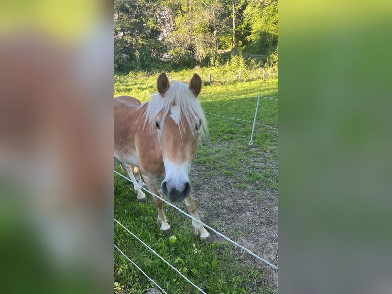 Haflinger Semental 2 años 145 cm in Much