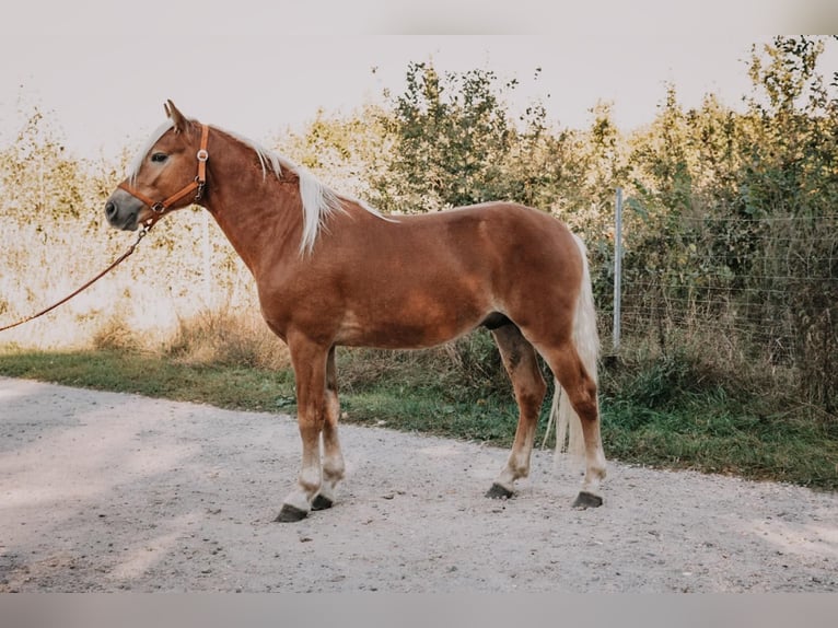 Haflinger Semental 2 años 146 cm Alazán-tostado in Meinersen