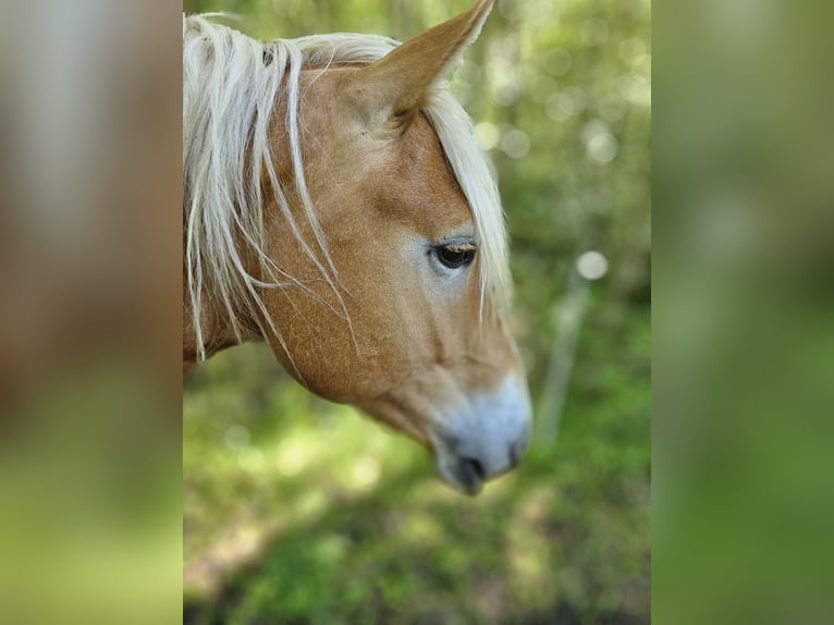 Haflinger Semental 2 años 148 cm Alazán in Helsa