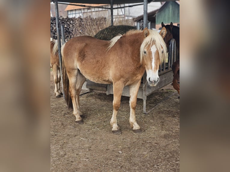 Haflinger Semental 2 años 148 cm Alazán in Helsa