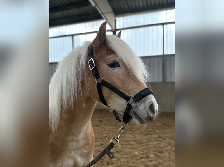 Haflinger Semental 2 años 148 cm Alazán in Cappel