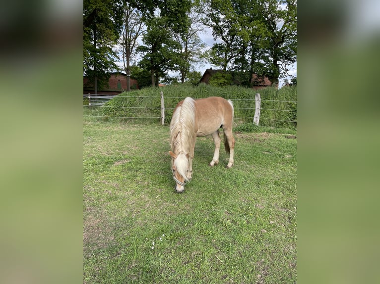 Haflinger Semental 2 años 150 cm  in Suhlendorf