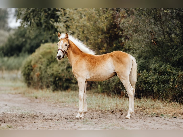Haflinger Semental 2 años 152 cm Alazán in Trebbin