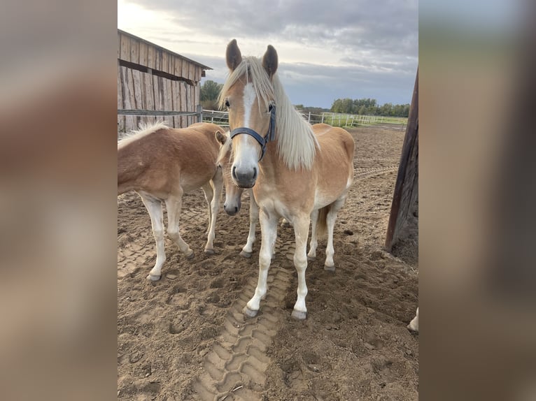 Haflinger Semental 2 años 152 cm Alazán in Trebbin