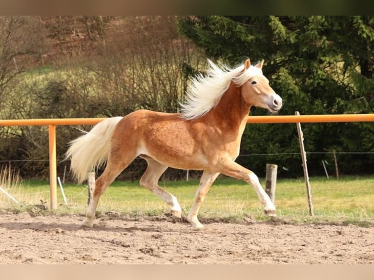 Haflinger Semental 2 años Alazán in Brücken
